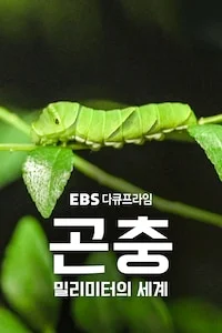 곤충 밀리미터의 세계 | 다큐프라임 시즌 1 포스터
